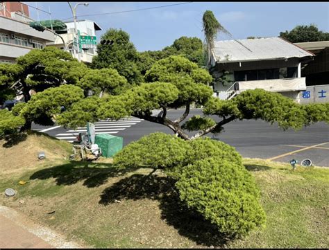 針柏樹風水|庭院種什麼樹最吉利·植物風水